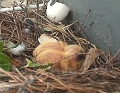 卵が孵化して ちっちゃな黄金色の雛が二羽 ベランダで鳩が卵を産んだ
