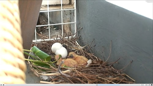 みるみる成長し肥大化する孵化5日目 ベランダで鳩が卵を産んだ