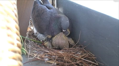 みるみる成長し肥大化する孵化5日目 ベランダで鳩が卵を産んだ
