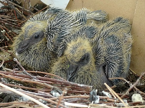 つんつん状態の羽が生え 鳥 らしさ増す10日目 ベランダで鳩が卵を産んだ