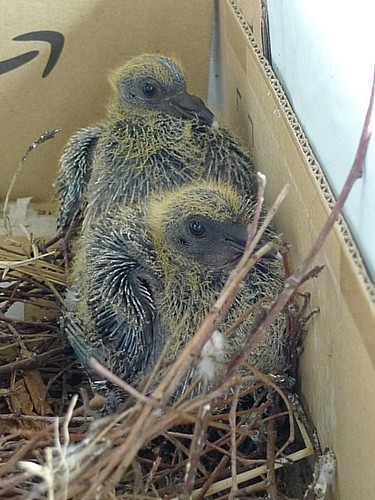 つんつん状態の羽が生え 鳥 らしさ増す10日目 ベランダで鳩が卵を産んだ